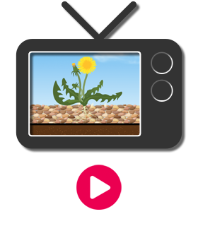 Watch the weed prevention video