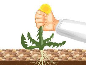 Weeds root in soil